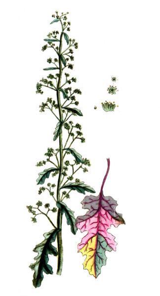 Dysphania botrys