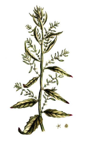 Chenopodium ambrosioides