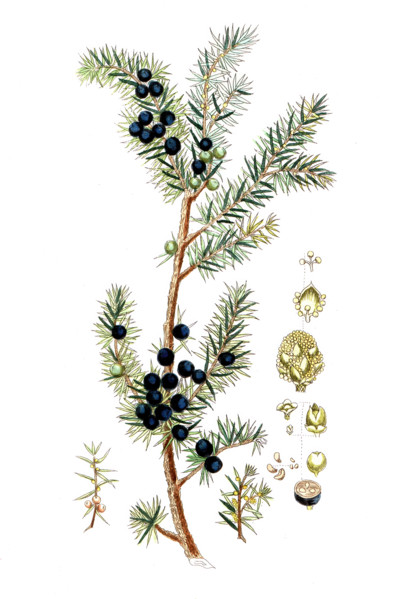Juniperus communis