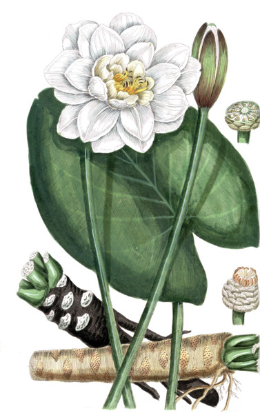 Nymphea alba