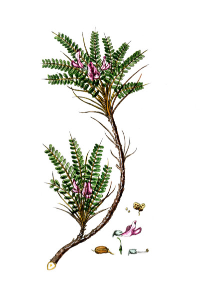 Astragalus tragacantha