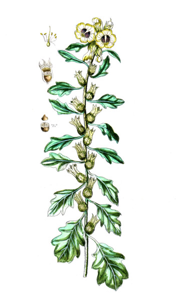 Spartium scoparium
