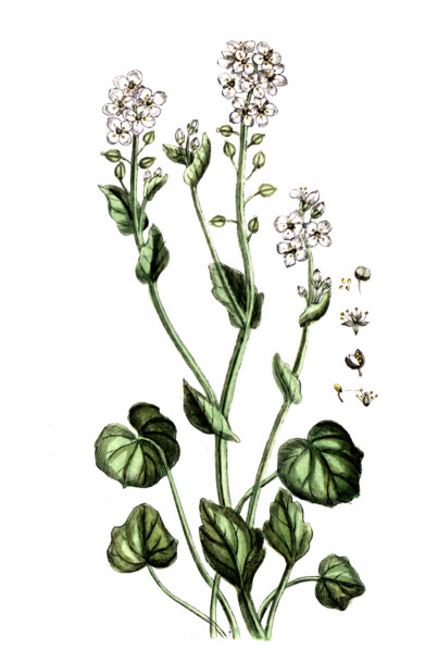 Cochlearia officinalis