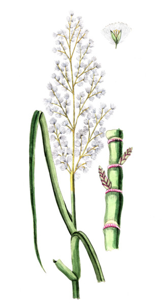 Saccharum officinarum