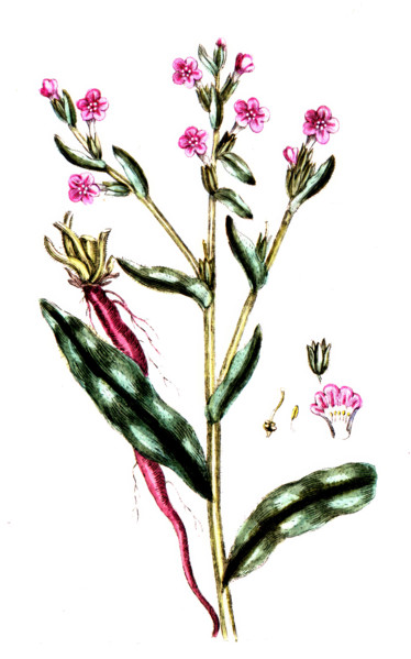 Anchusa tinctoria
