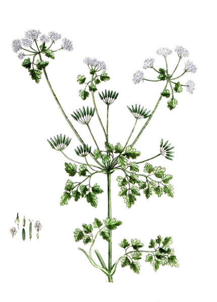 Scandix cerefolium