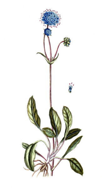 Centaurea scabiosa