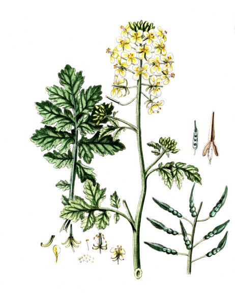 Sinapis alba