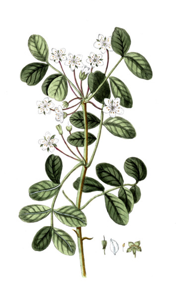 Guajacum fanetum