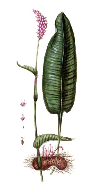 Polygonum bistorta