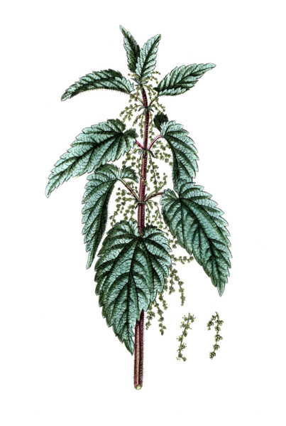Urtica dioica