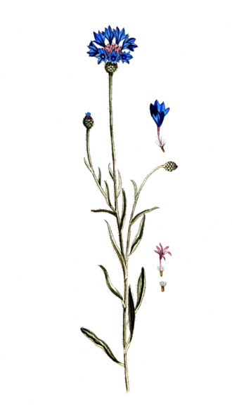 Centaurea cyanus