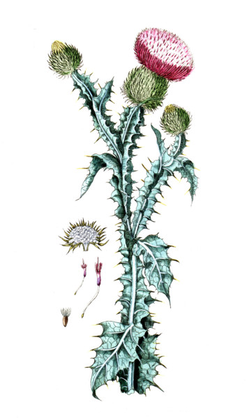 Onopordum acanthium