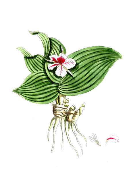 Raempheria galanga