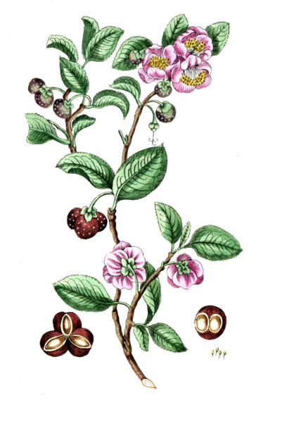 Tea plant