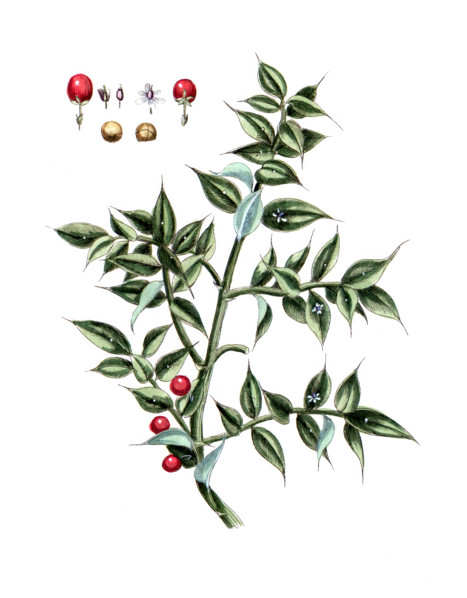 Ruscus aculeatus