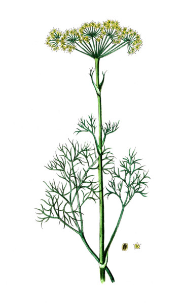 Peucedanum officinale