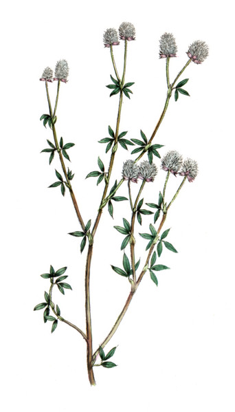 Trifolium arvense