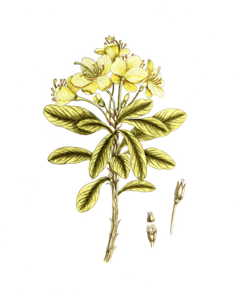 Rhododendron chrysanthemum