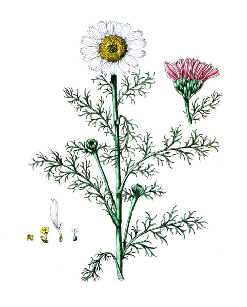 Rhododendron chrysanthemum