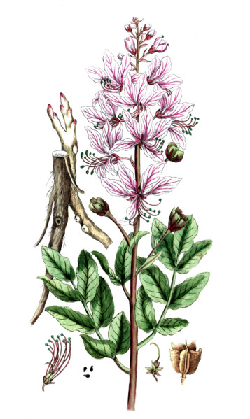 Dictamnus albus
