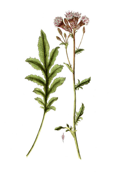 Serratula tinctoria