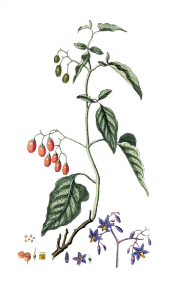 Solanum dulcamara