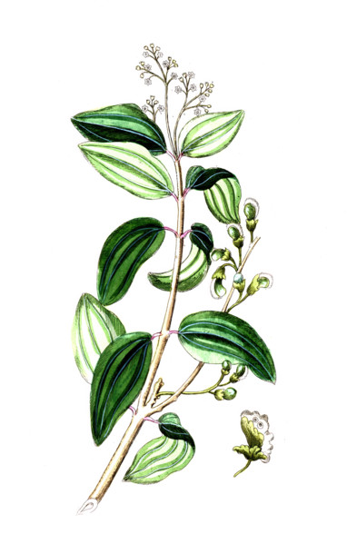 Laurus culilaban