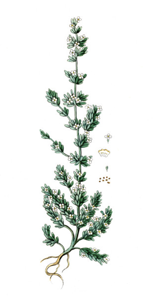 Salsola sativa