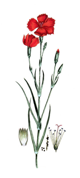 Dianthus caryophillus