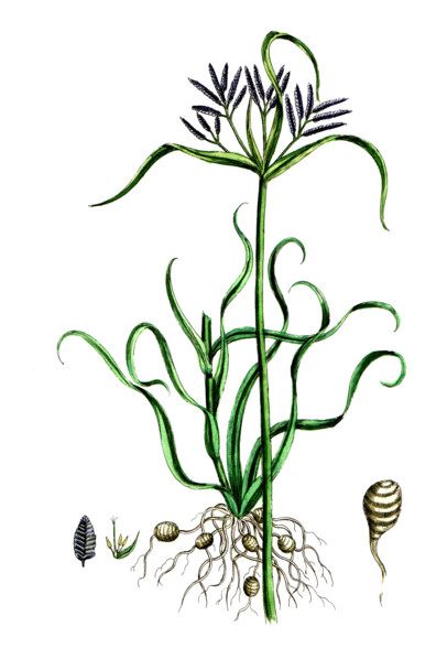 Cyperus rotundus