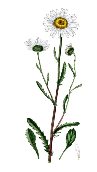Chrysanthemun leucanthemum