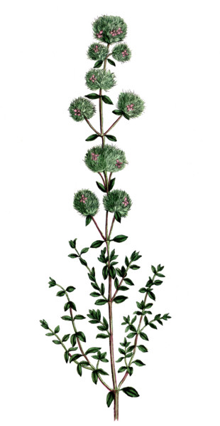Thymus mastichina