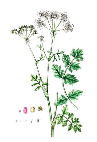 Tordylium officinale