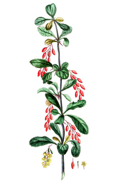 Linnea borealis