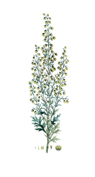 Artemisia pontica