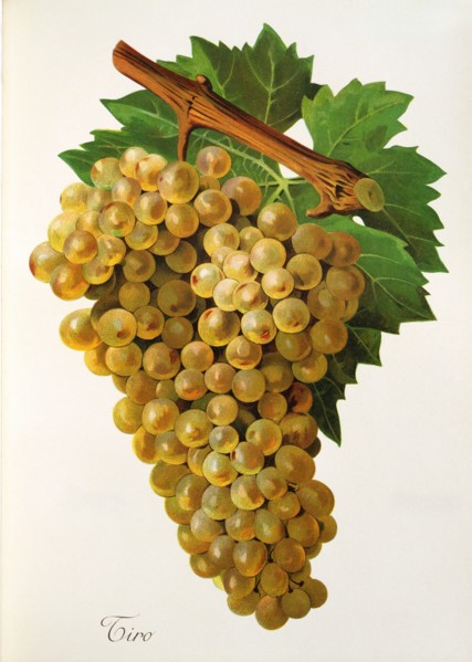 Ampelograhie. grape variety science. oenology. viticulture. grape. vine. Tiro grape. digitally