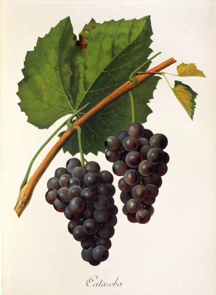 Ampelograhie. grape variety science. oenology. viticulture. grape. grapevine. Catawba grape.