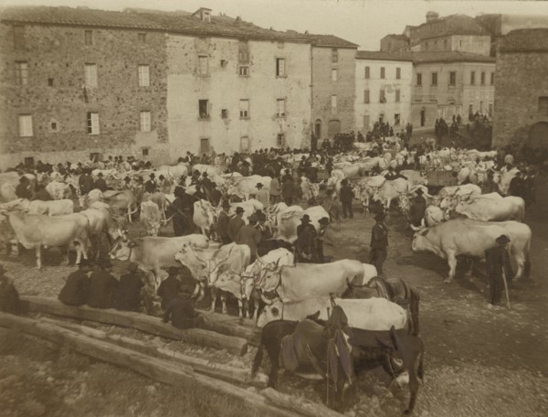 The livestock market in Chiusdino