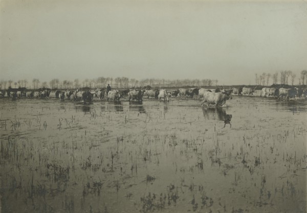 Pontine Marshes