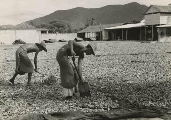 Drying coconuts in Venezuela. ca. 1930