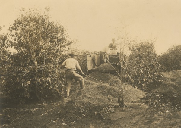 Coffee harvest in Brazil. 
	
		1910-1940
