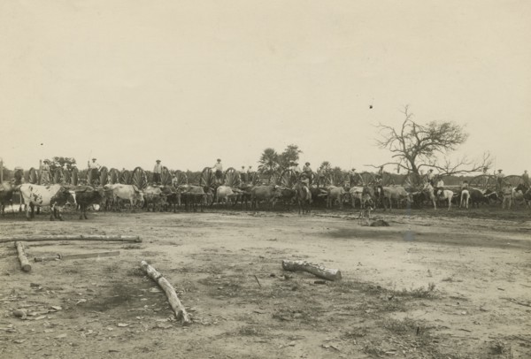Log wagons in Paraguay. 
	
		1910-1940