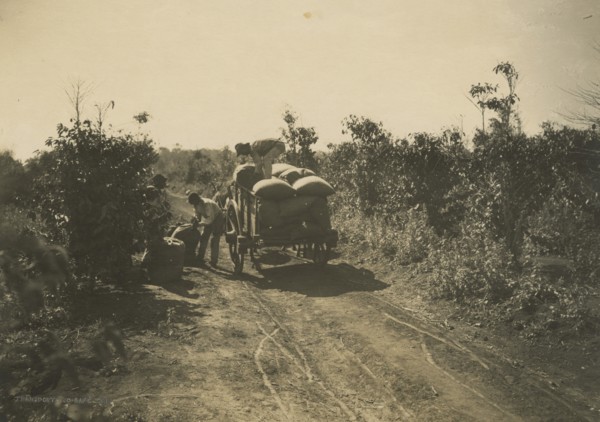 Coffee harvest in Brazil. 1910-1940