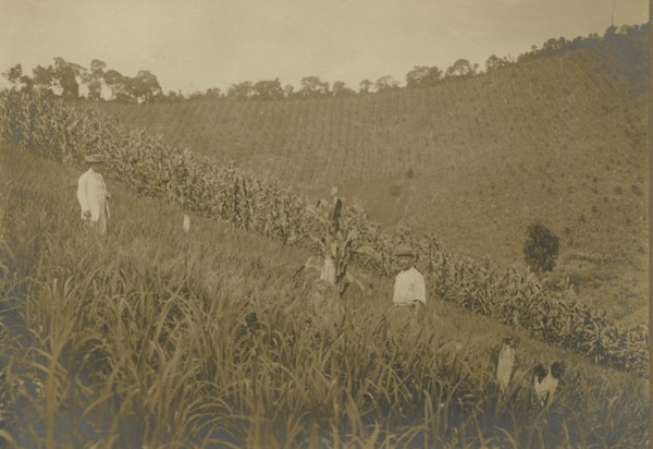 Nucleo Inconfidentes: Arrozal em spigão the lot of an Italian settler. 
	
		1922