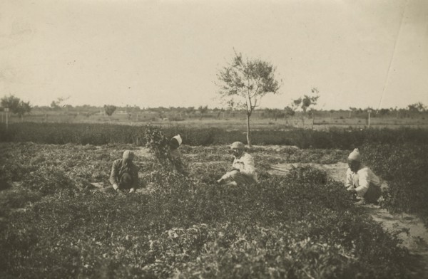 Forage harvesting carried out by indigenous people in the Experimental Institute. 
	
		1924-1943