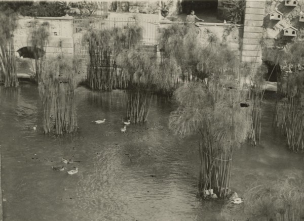 The Fountain of Arethusa in Ortigia. 1924
