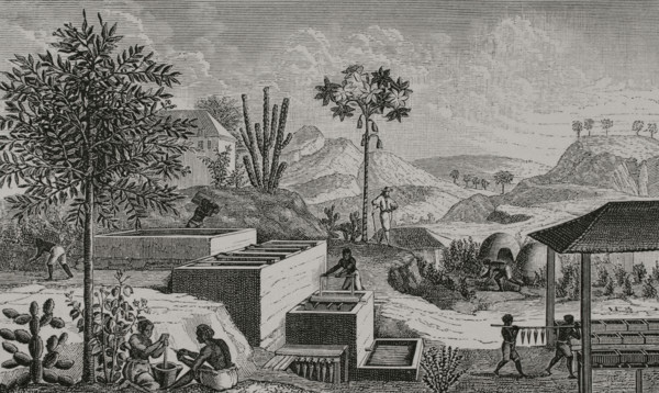 Indigo factory in Senegal. Enslaved women worked in the indigo fields, cultivating and maintaining