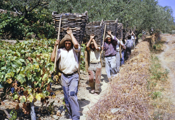 A series of images about port wine production in Portugal c 1960 - men carrying baskets of