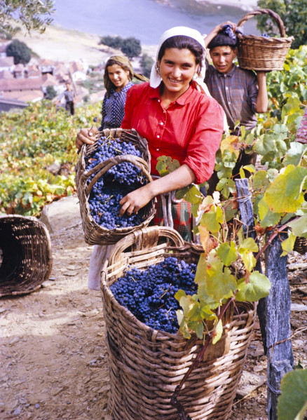 A series of images about port wine production in Portugal c 1960 -people harvesting grapes in